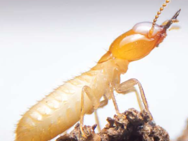 drain-cleaning screenshot 2025 12 18 at 2.19.44 pm